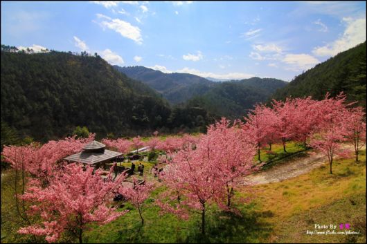 The-Sakura-Blossoms-Photography-031