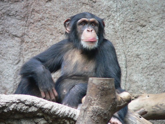 chimpanzee