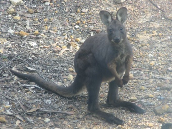 wallaroo