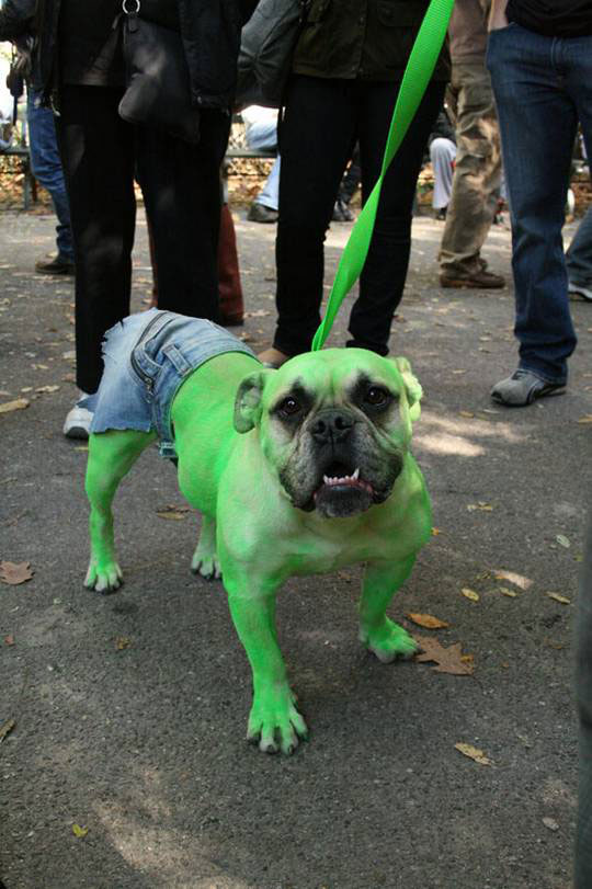 20-Funniest-Dog-Halloween-Costumes-004