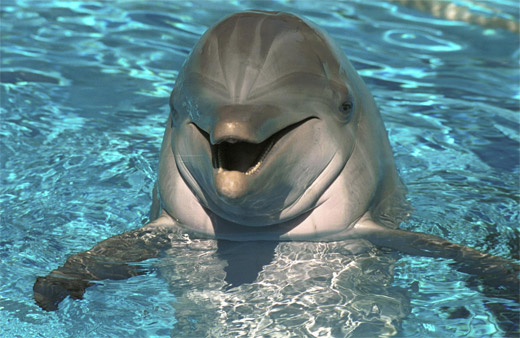 6-Cute-Animals-That-Could-Kill-You-006