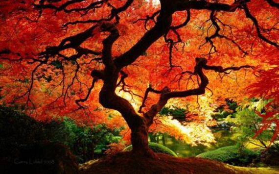 Amazing-Beautiful-Fall-002