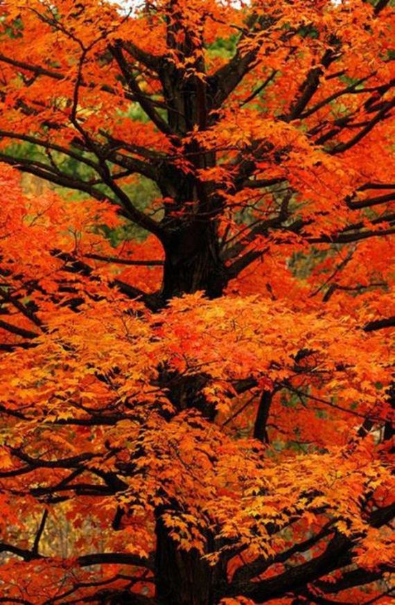 Amazing-Beautiful-Fall-021