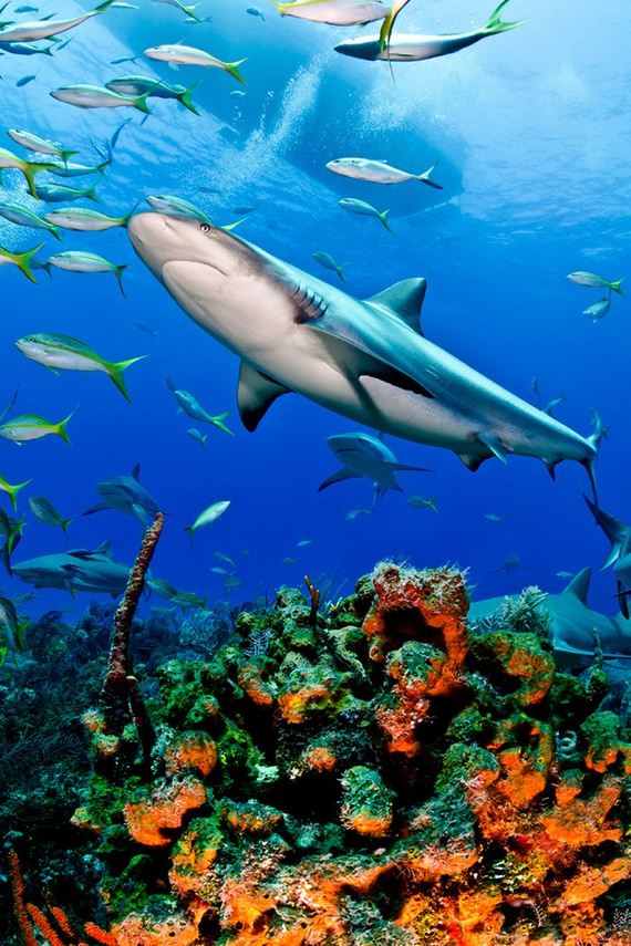 Awesome-Underwater-Photos-013