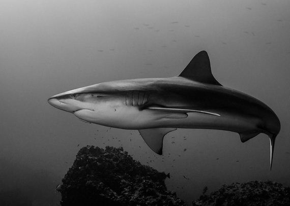 Awesome-Underwater-Photos-029