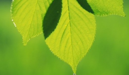 Beauty-of-Green-Leaves-002