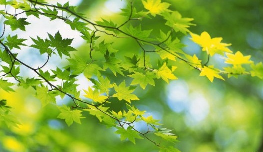 Beauty-of-Green-Leaves-005