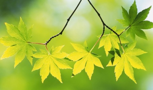 Beauty-of-Green-Leaves-007