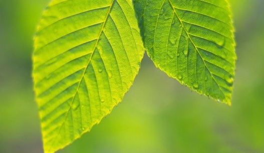 Beauty-of-Green-Leaves-009