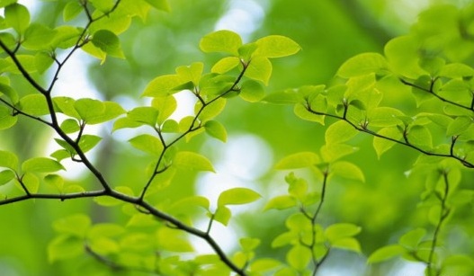 Beauty-of-Green-Leaves-010