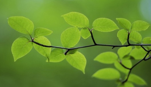 Beauty-of-Green-Leaves-011