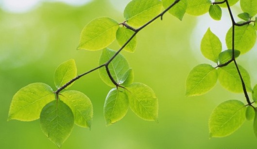 Beauty-of-Green-Leaves-012