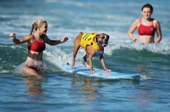 Dog-Surfing-Championship-in-California-001