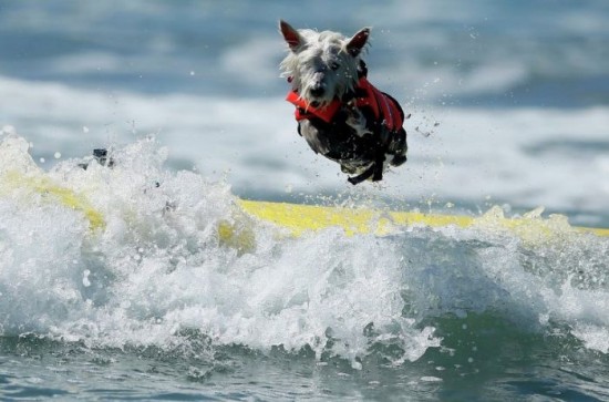 Dog-Surfing-Championship-in-California-003