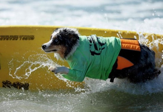 Dog-Surfing-Championship-in-California-004