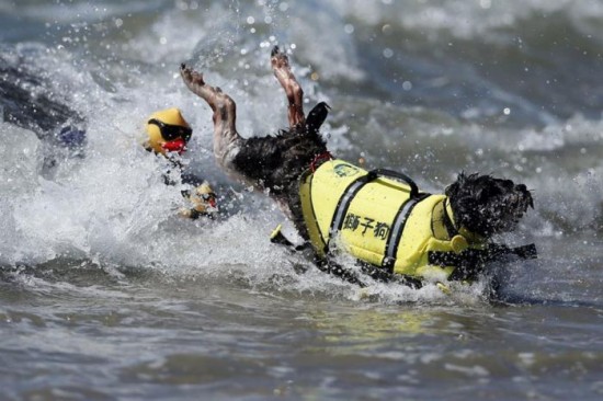 Dog-Surfing-Championship-in-California-005