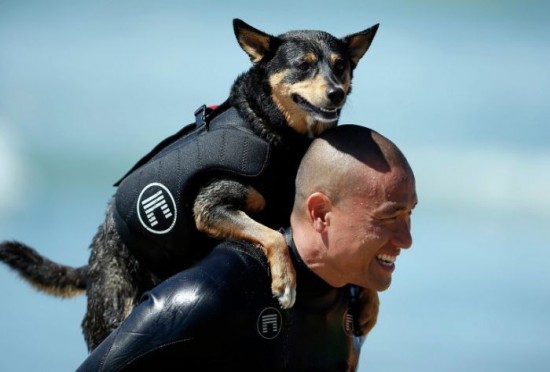 Dog-Surfing-Championship-in-California-006
