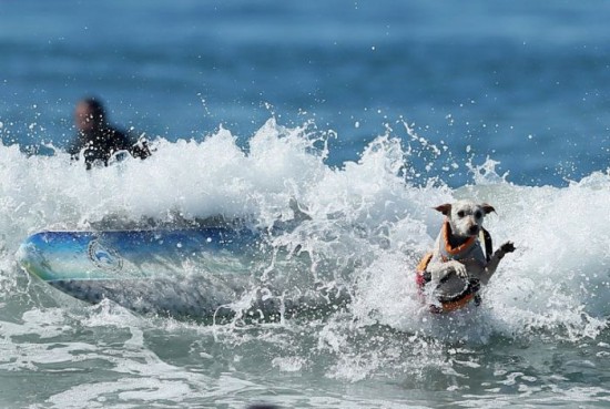 Dog-Surfing-Championship-in-California-007