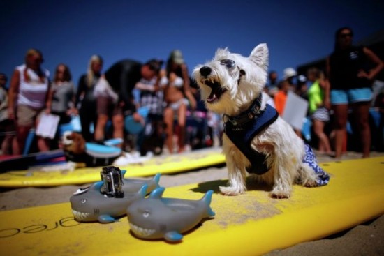 Dog-Surfing-Championship-in-California-008