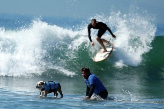 Dog-Surfing-Championship-in-California-009