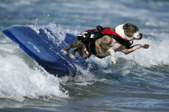 Dog-Surfing-Championship-in-California-010