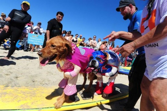 Dog-Surfing-Championship-in-California-011