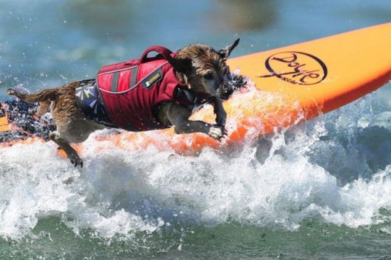 Dog-Surfing-Championship-in-California-012