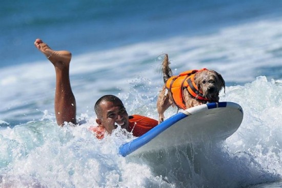 Dog-Surfing-Championship-in-California-013