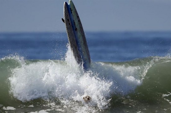 Dog-Surfing-Championship-in-California-015
