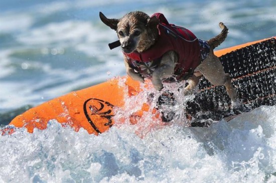 Dog-Surfing-Championship-in-California-016