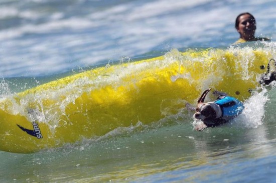 Dog-Surfing-Championship-in-California-017
