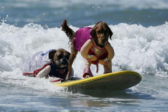 Dog-Surfing-Championship-in-California-018