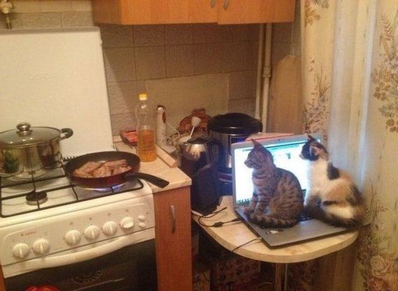 Interesting-And-Funny-Pictures-029