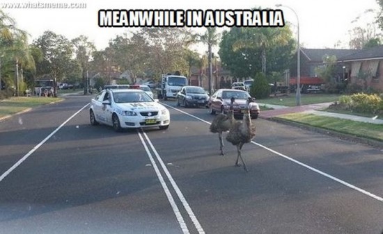 Meanwhile-in-Australia-011