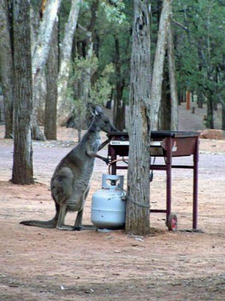 Meanwhile-in-Australia-018