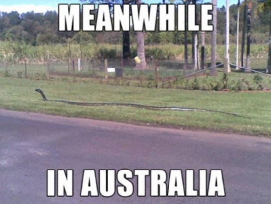 Meanwhile-in-Australia-022