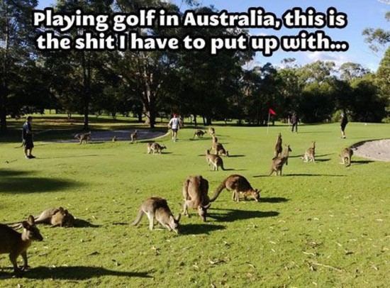 Meanwhile-in-Australia-040
