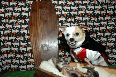 Pets-Wearing-Halloween-Costumes-001