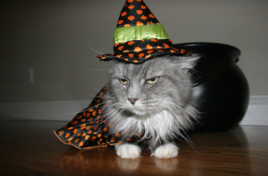 Pets-Wearing-Halloween-Costumes-007