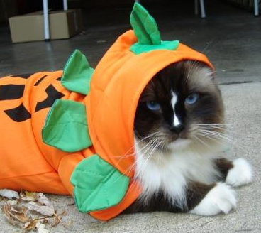 Pets-Wearing-Halloween-Costumes-010