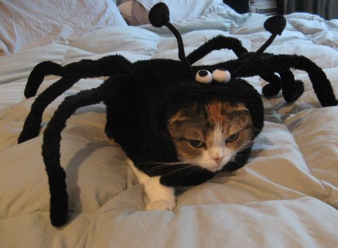 Pets-Wearing-Halloween-Costumes-011