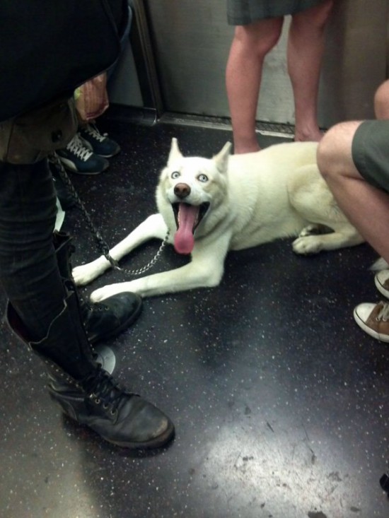 22-Crazy-Things-You-Might-Find-on-the-New-York-City-Subway-016