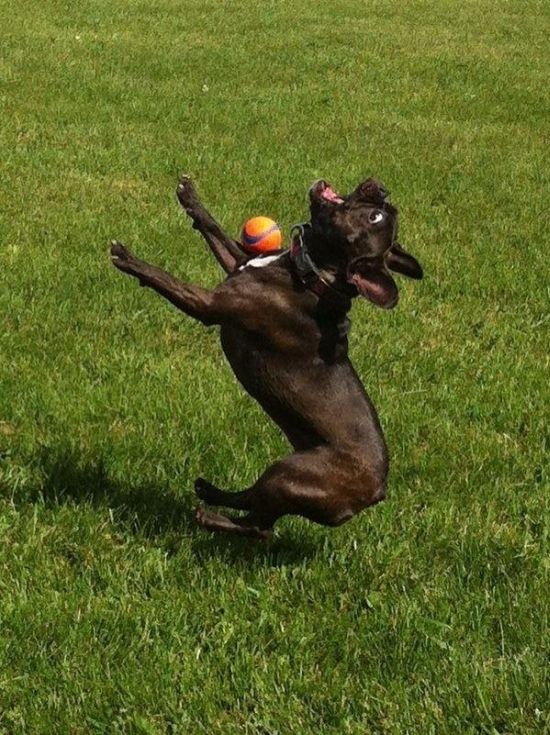 25-Funny-Dogs-006