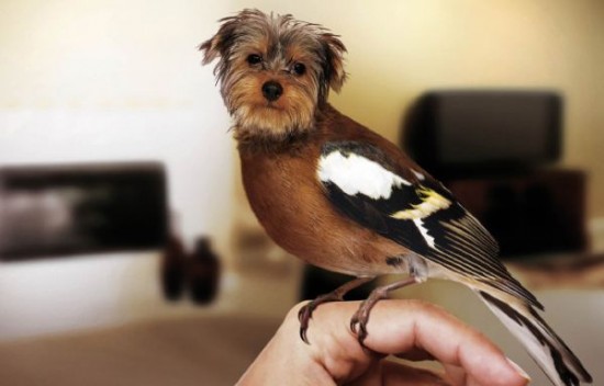 Birds-With-Dog-Faces-002