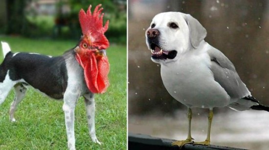 Birds-With-Dog-Faces-004