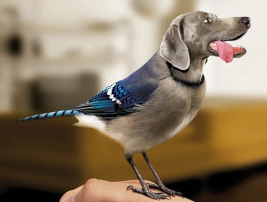 Birds-With-Dog-Faces-005