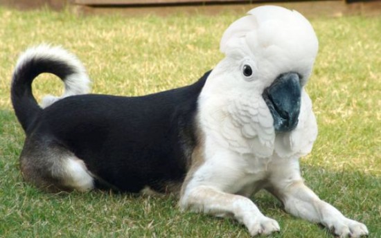 Birds-With-Dog-Faces-007