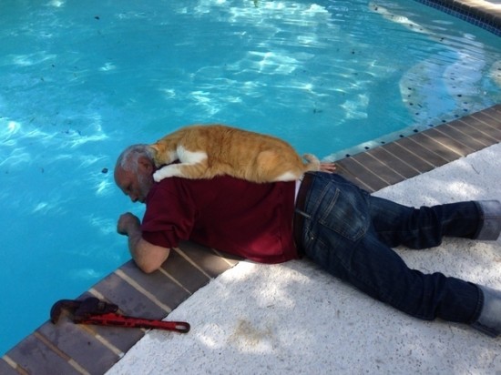 Cat Helps With Pool Maintenance
