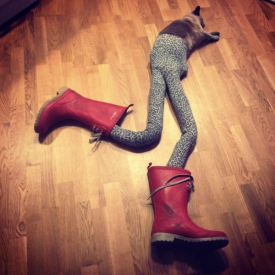 Cats-Wearing-Tights-002