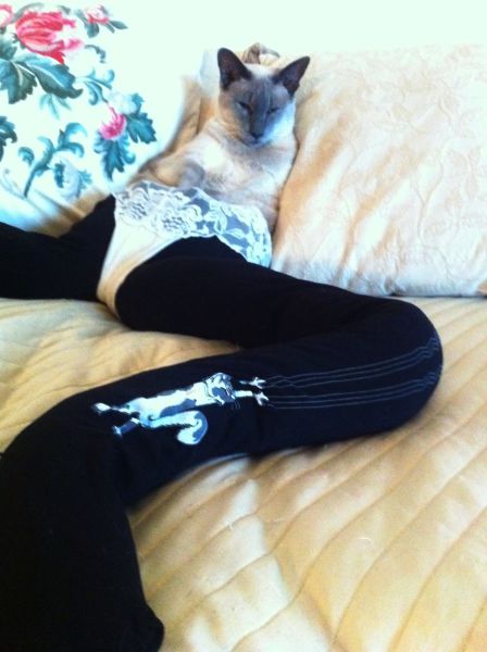 Cats-Wearing-Tights-003